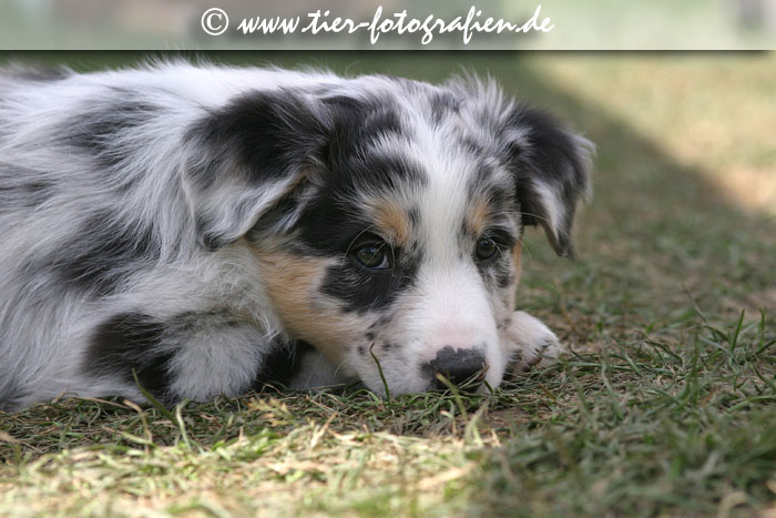 Australian Shepherd Welpe