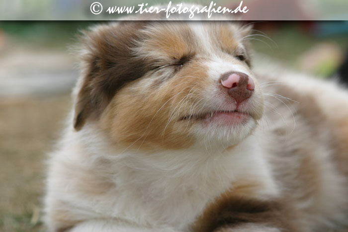 Australian Shepherd Welpe