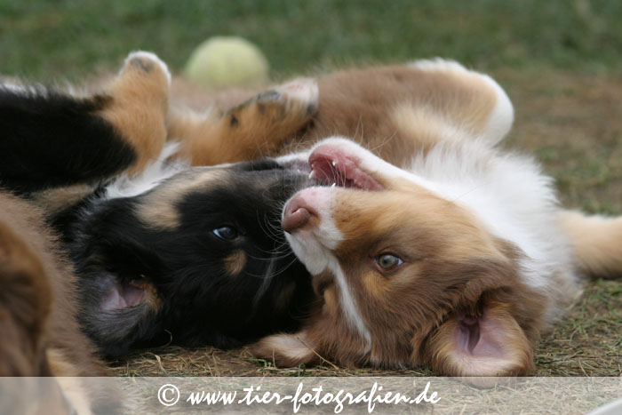 Australian Shepherd Welpe