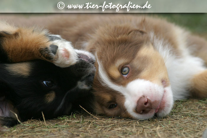 Australian Shepherd Welpe