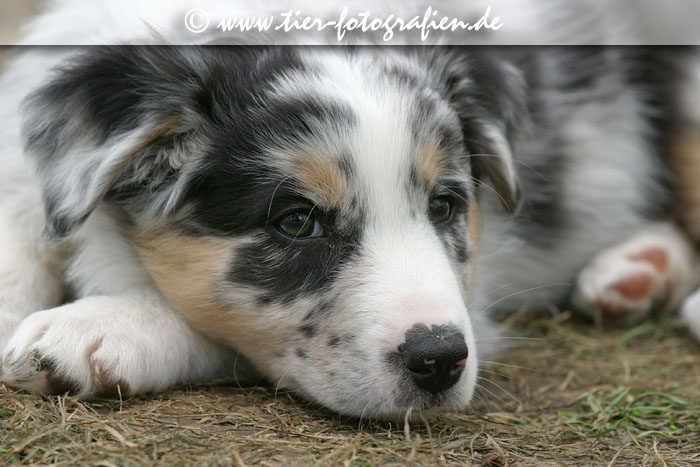 Australian Shepherd Welpe