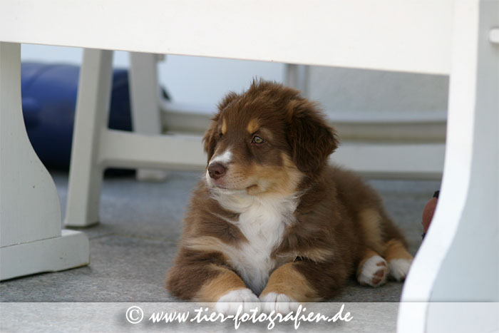 Australian Shepherd Welpe