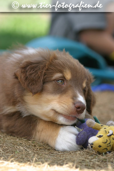 Australian Shepherd Welpe