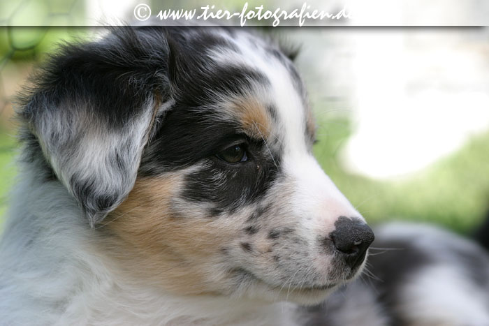 Australian Shepherd Welpe