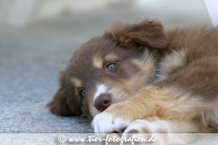 Australian Shepherd Welpe