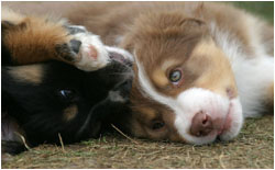 Australian Shepherd Welpen