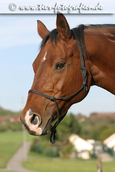 Quarter Horse Stute