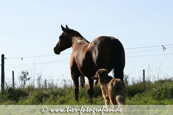 Quarter Horse Stute mit Mischling im Gegenlicht