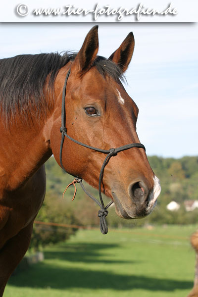 Quarter Horse Stute