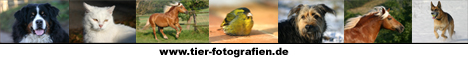 Tierfotografien - Tierfotos mit Herz