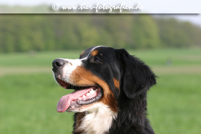 Berner Sennenhunde