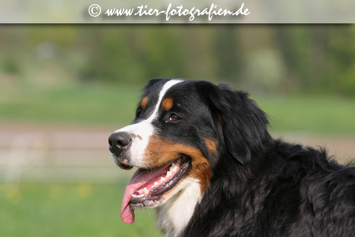 Berner Sennenhunde