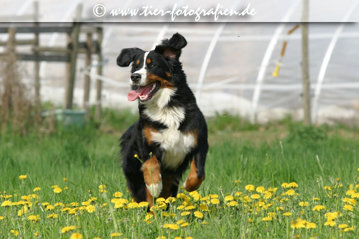 Berner Sennenhunde