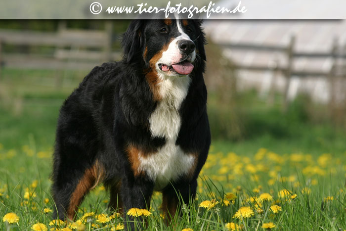 Berner Sennenhunde