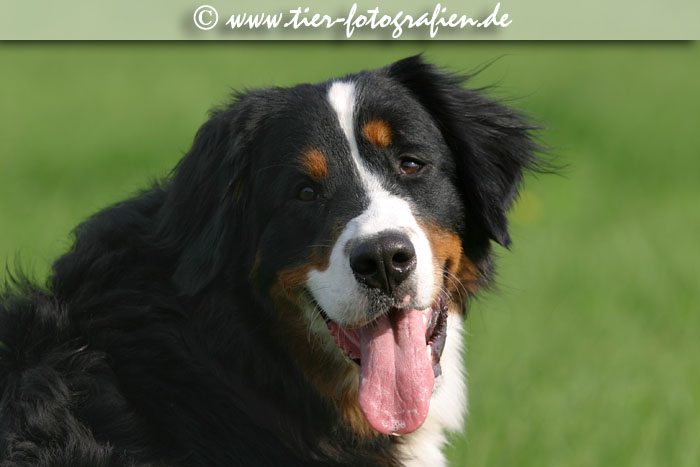 Berner Sennenhunde