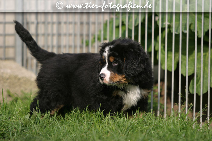 Berner Sennenhund Welpen