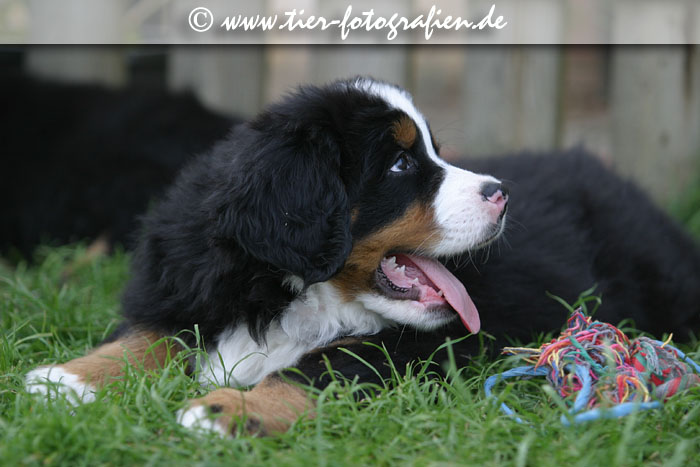 Berner Sennenhund Welpen