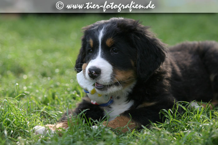Berner Sennenhund Welpen
