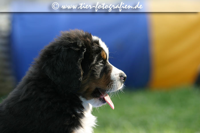 Berner Sennenhund Welpen