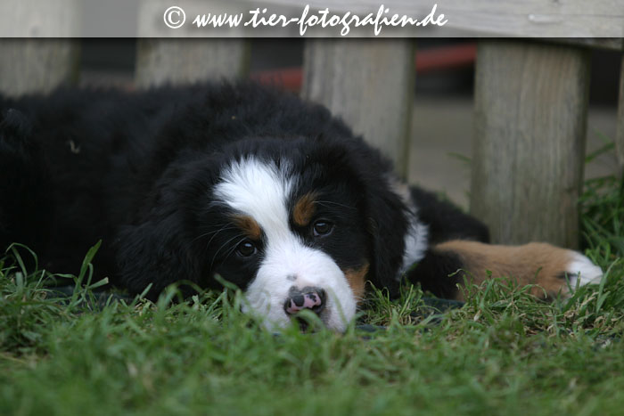 Berner Sennenhund Welpen