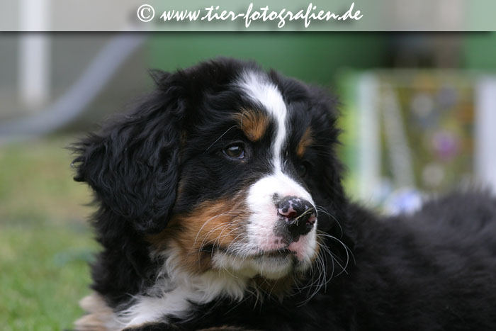 Berner Sennenhund Welpen