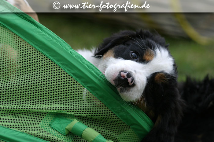 Berner Sennenhund Welpen