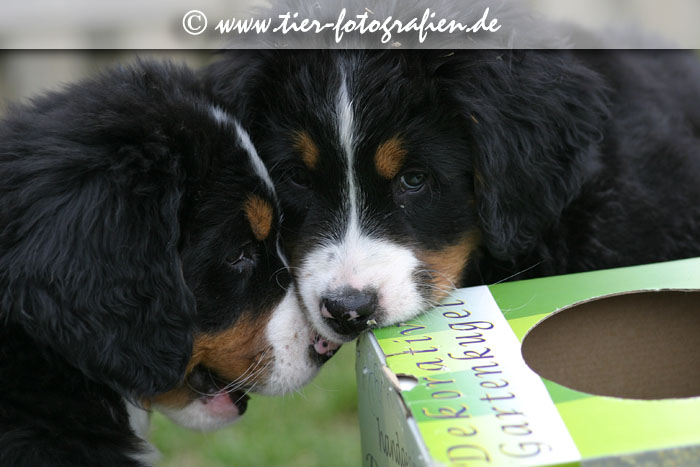 Berner Sennenhund Welpen