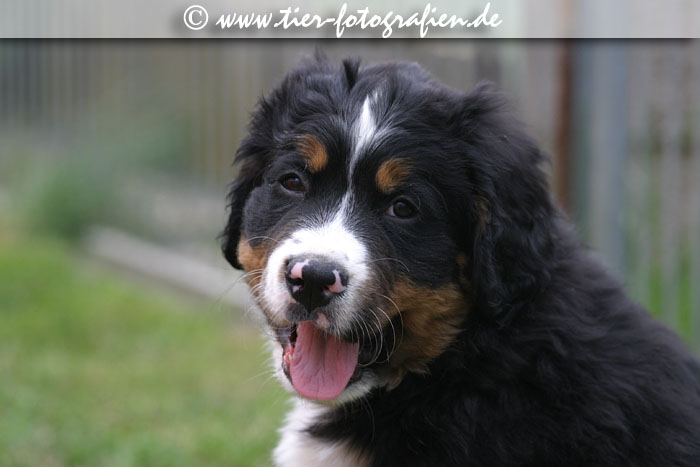 Berner Sennenhund Welpen