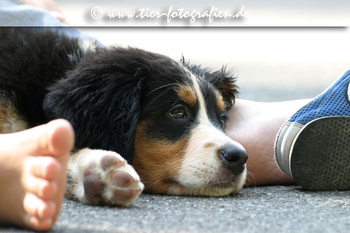 Berner Sennenhund Welpe