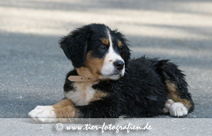 Berner Sennenhund Welpe