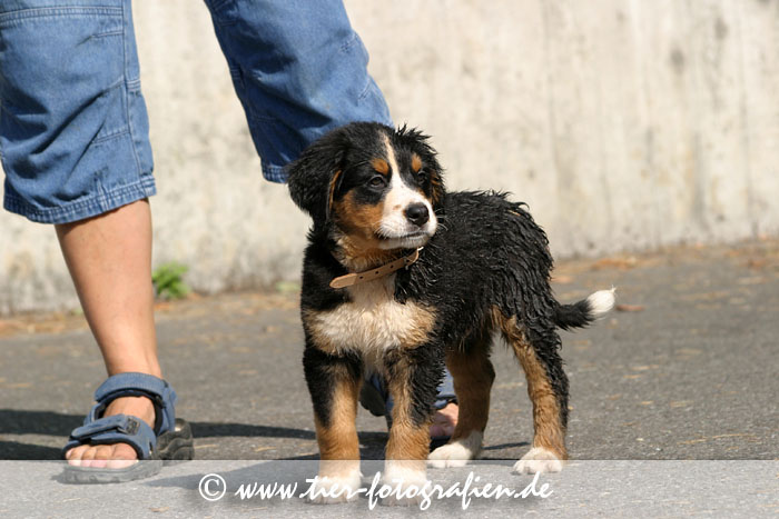 Berner Sennenhund Welpe