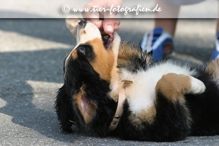 Berner Sennenhund Welpe