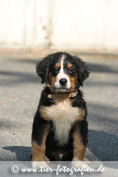 Berner Sennenhund Welpe