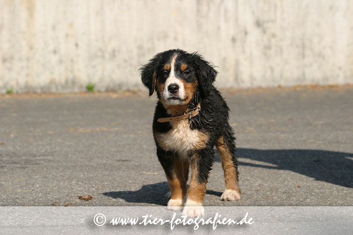 Berner Sennenhund Welpe