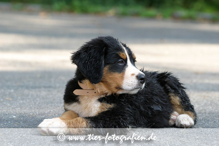 Berner Sennenhund Welpe