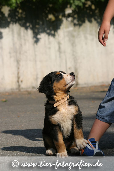 Berner Sennenhund Welpe