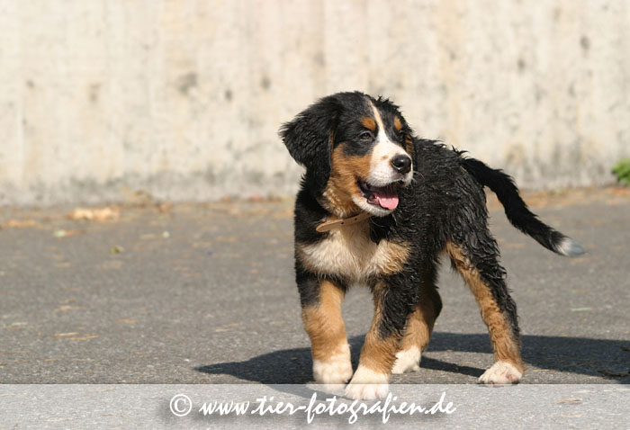 Berner Sennenhund Welpe