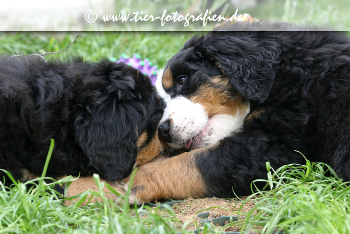 Berner Sennenhund Welpen