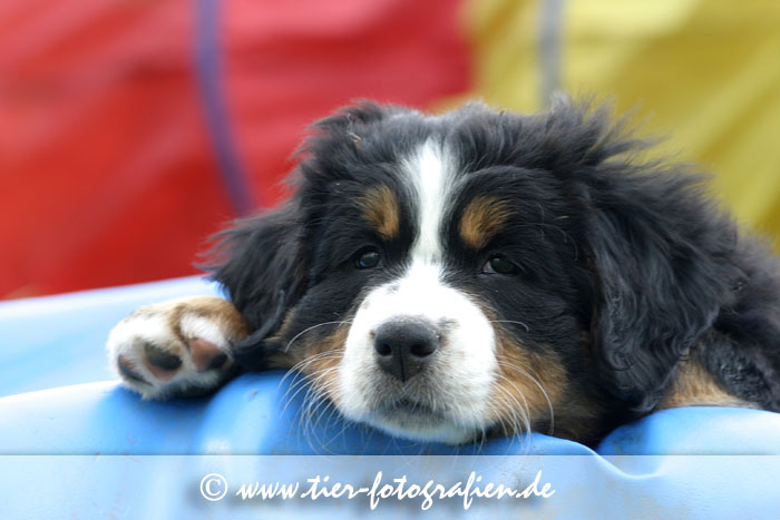 Berner Sennenhund Welpen