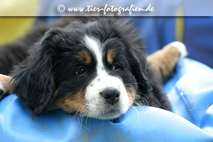 Berner Sennenhund Welpen