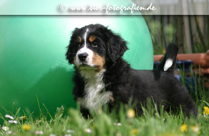 Berner Sennenhund Welpen1