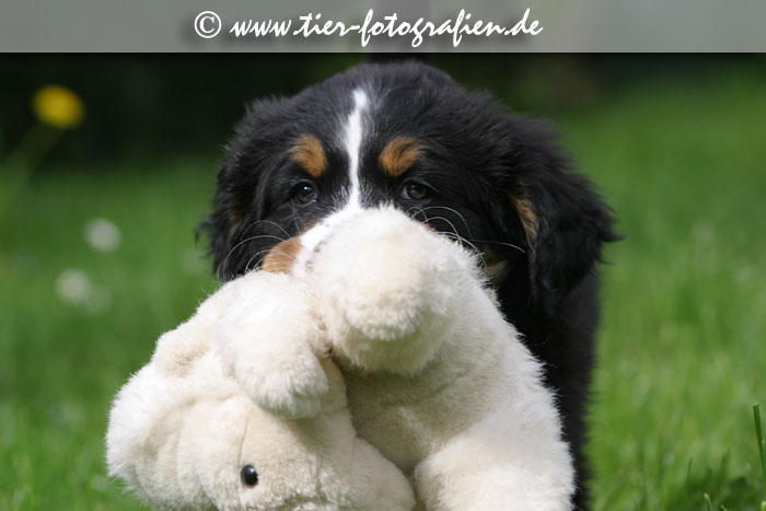 Berner Sennenhund Welpen