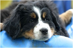 Berner Sennenhund Welpen