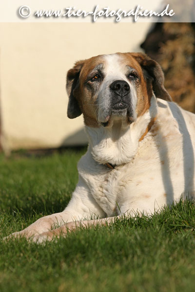 Bernhardiner Seniorin