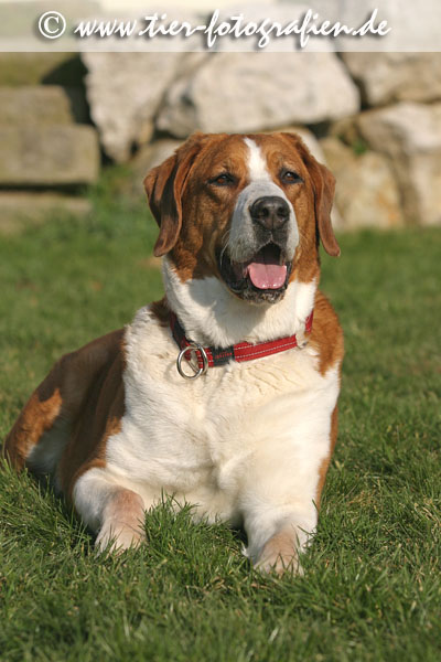 Bernhardiner Mischling