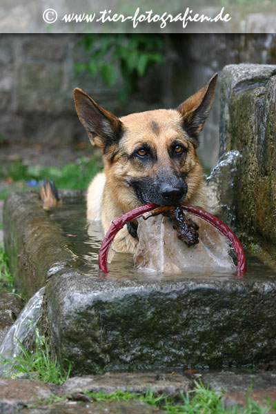 Deutscher Schferhund badet im Brunnen
