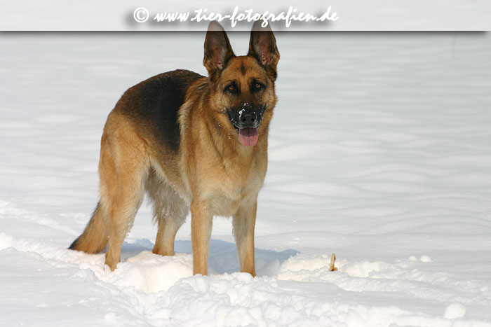 Deutscher Schferhund