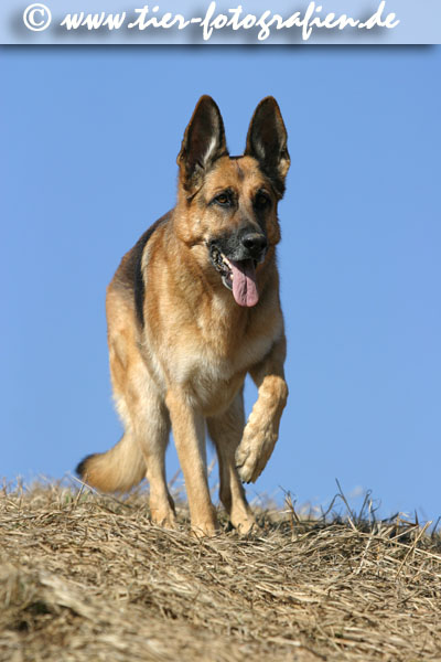 Deutscher Schferhund