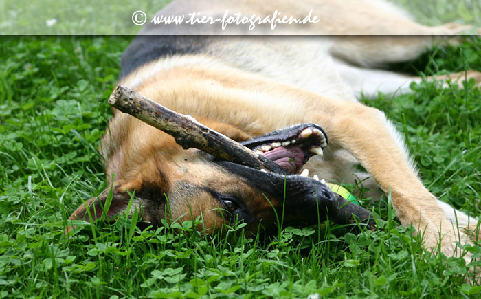 Deutscher Schferhund