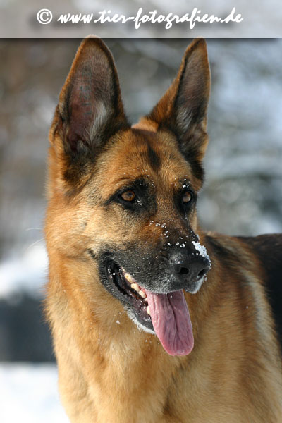 Deutsche Schäferhündin im Schnee, Portrait